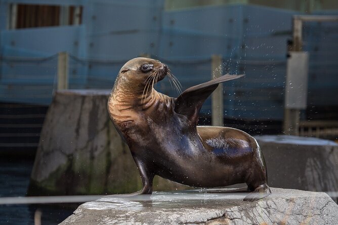Seal Experience at Melbourne Zoo - excl. entry - Meeting Pania, Iha, and Bella at Melbourne Zoo
