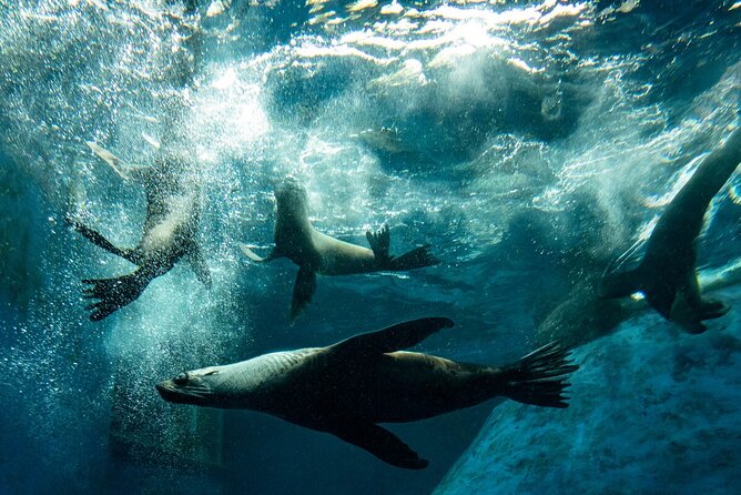 Seal Experience at Melbourne Zoo - excl. entry - Watching a real seal training session