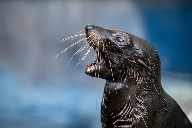 Seal Experience at Melbourne Zoo - excl. entry - Planning the 12:15 pm appointment