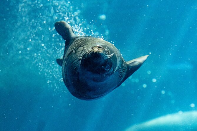 Seal Experience at Melbourne Zoo - excl. entry - Booking, cancellation, and practical details