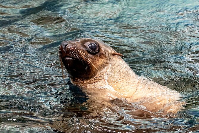 Seal Experience at Melbourne Zoo - excl. entry - Why the small group matters