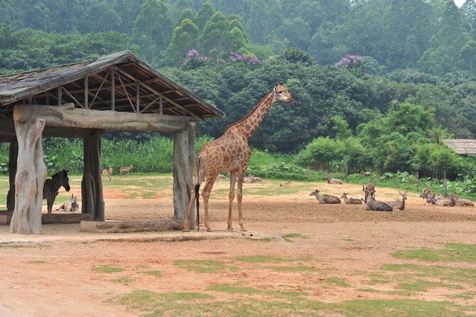 See Panda Guangzhou Chimelong Safari Park and Circus Private Tour - Why private help matters at Chimelong Safari Park