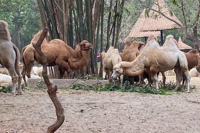 See Panda Guangzhou Chimelong Safari Park and Circus Private Tour - The private guide experience with Damon