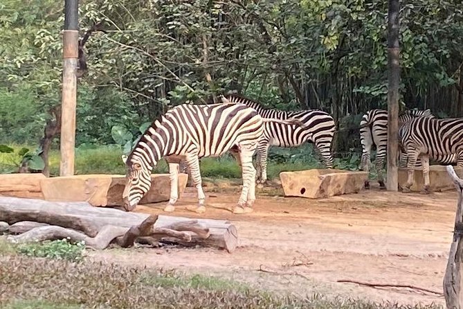 See Panda Guangzhou Chimelong Safari Park and Circus Private Tour - Who will get the most from this tour
