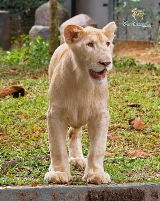Selangor: Zoo Negara E-Ticket - Who will enjoy this visit most?
