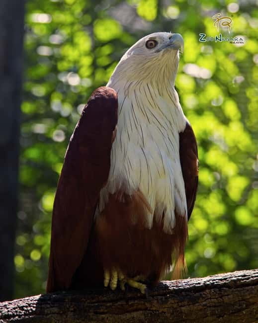 Selangor: Zoo Negara E-Ticket - Shows at 11 AM and 3 PM