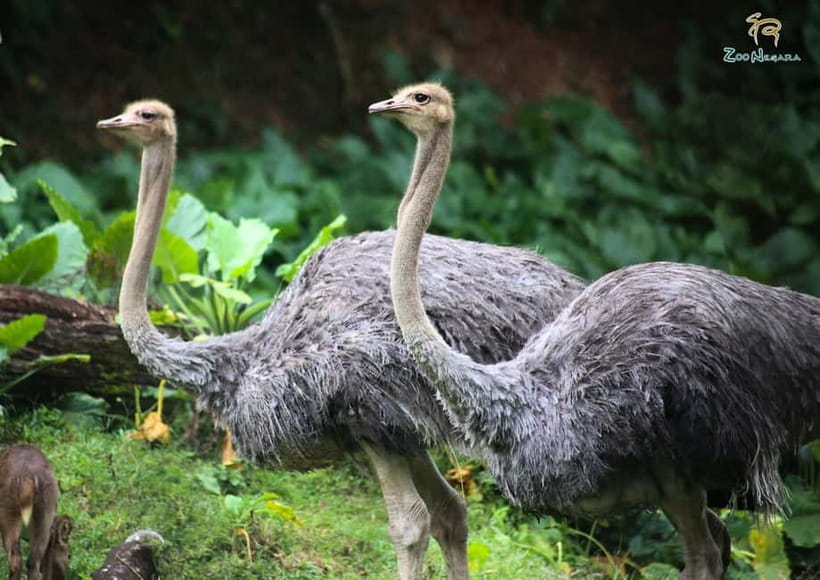 Selangor: Zoo Negara E-Ticket - Feeding sessions for a more active visit
