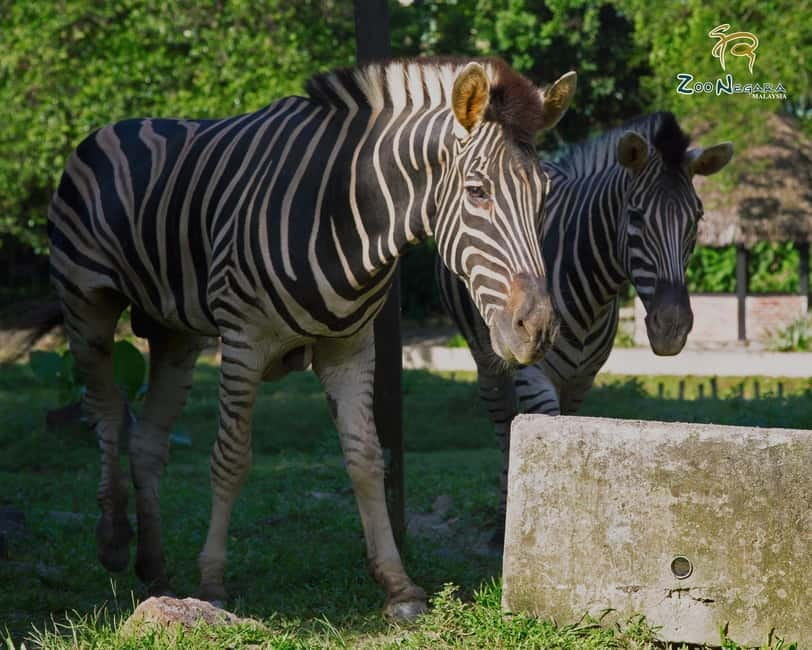 Selangor: Zoo Negara E-Ticket - What the naturalistic exhibits add