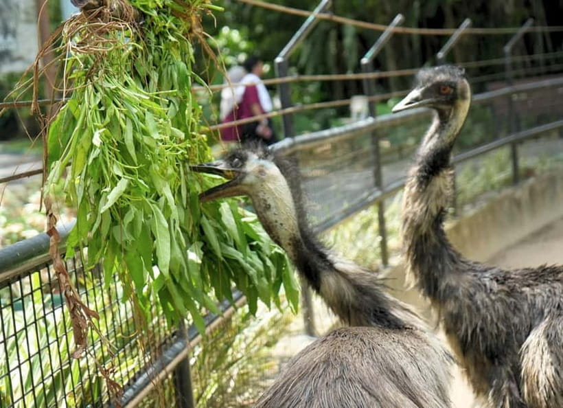 Selangor: Zoo Negara E-Ticket - Timing your arrival and your day