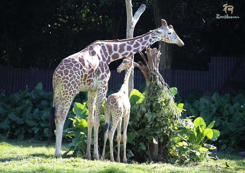 Selangor: Zoo Negara E-Ticket - Is the $11 ticket good value?