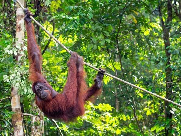 Semenggoh Wildlife Centre: Orangutan Discovery from Kuching - Key points to know before you book