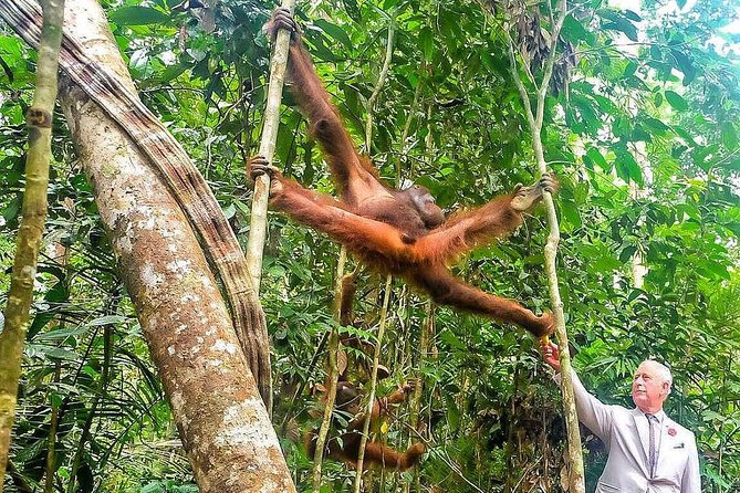 Semenggoh Wildlife Centre: Orangutan Discovery from Kuching - The morning drive from Kuching