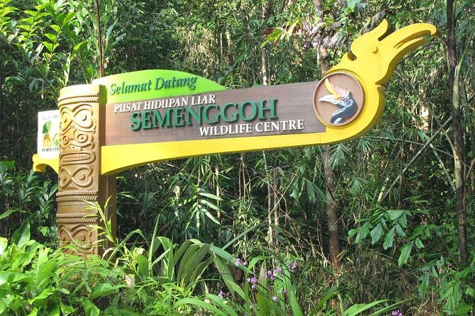 Semenggoh Wildlife Centre: Orangutan Discovery from Kuching - What happens at feeding time