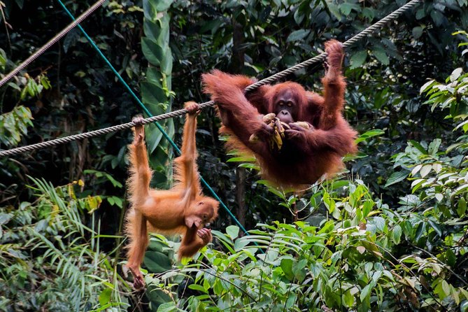 Semenggoh Wildlife Centre: Orangutan Discovery from Kuching - A small group can make the difference