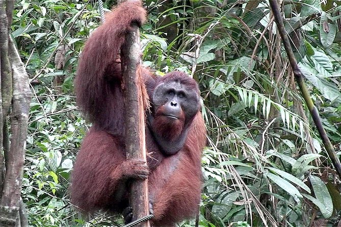 Semenggoh Wildlife Centre: Orangutan Discovery from Kuching - Timing, walking, and practical comfort