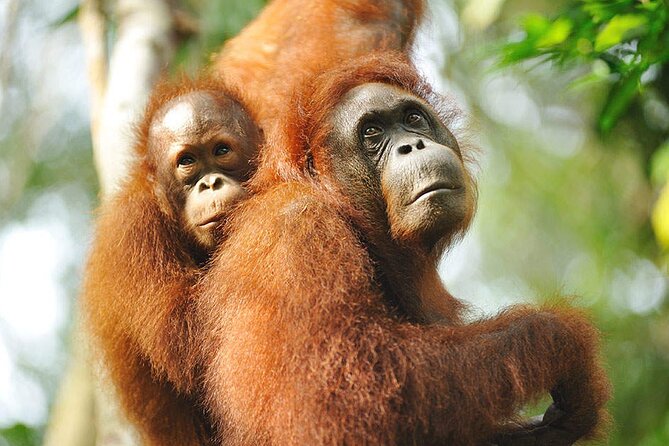 Semenggoh Wildlife Centre: Orangutan Discovery from Kuching - Is $69.96 a fair price?