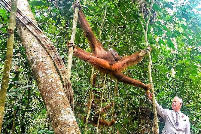 Semenggoh Wildlife Centre Tour: Discover Sarawak’s Orangutans - Walking into Semenggoh Wildlife Centre