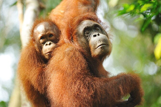 Semenggoh Wildlife Centre Tour: Discover Sarawak’s Orangutans - The scheduled feeding and the odds of seeing orangutans