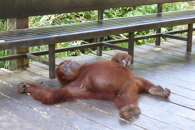 Semenggoh Wildlife Centre Tour: Discover Sarawak’s Orangutans - What the guides add to a three-hour visit
