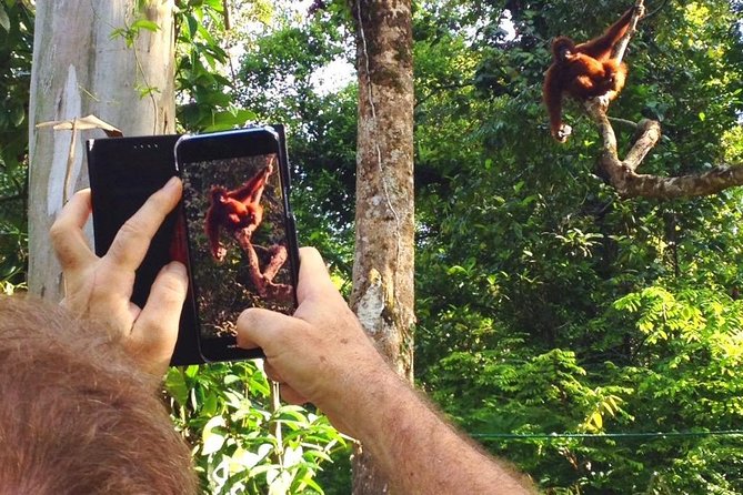 Semenggoh Wildlife Centre Tour: Discover Sarawak’s Orangutans - Is USD 70.10 a fair price?