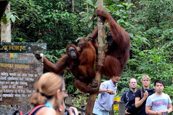 Semenggoh Wildlife Centre Tour: Discover Sarawak’s Orangutans - Who will enjoy this tour most?