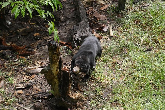 Semenggok Wildlife Centre - What you can expect at Semenggoh Wildlife Centre