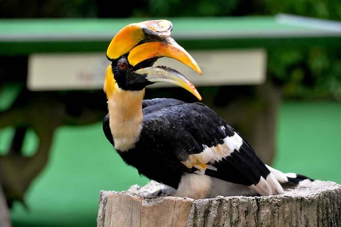 Semenggok Wildlife Centre - The conservation message matters