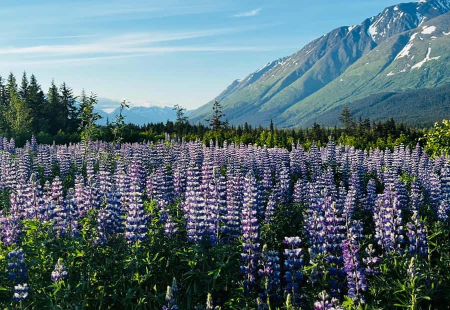 Seward: Transit Tour to Anchorage with Wildlife Center - Key points at a glance