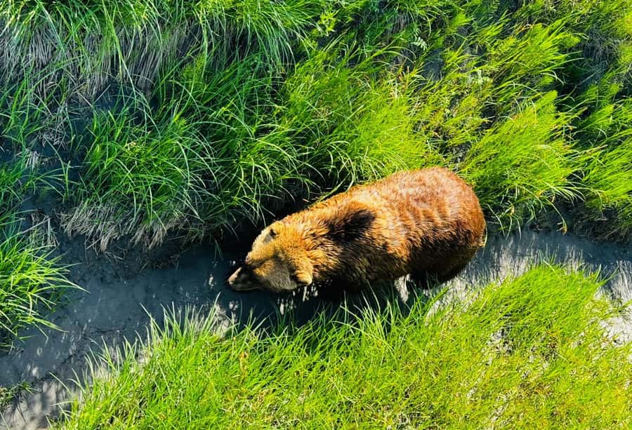 Seward: Transit Tour to Anchorage with Wildlife Center - A close look at Alaska Wildlife Conservation Center