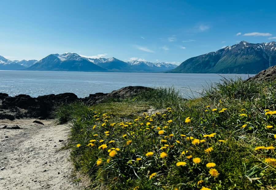 Seward: Transit Tour to Anchorage with Wildlife Center - Turnagain Arm and the Beluga Point pause