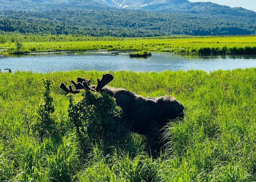 Seward: Transit Tour to Anchorage with Wildlife Center - What the $249 price really covers