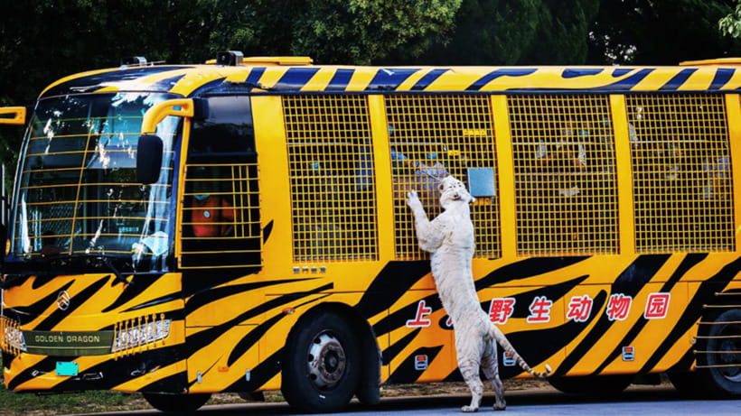 Shanghai: Wild Animal Park Ticket - Key points at a glance