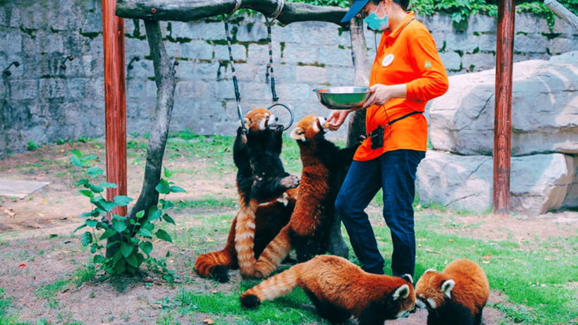 Shanghai: Wild Animal Park Ticket - Why Shanghai Wild Animal Park works as a full-day plan