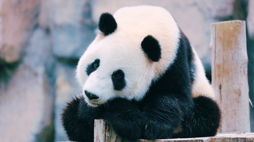 Shanghai: Wild Animal Park Ticket - The bus safari through free-roaming areas
