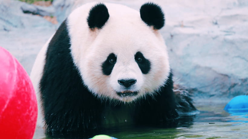 Shanghai: Wild Animal Park Ticket - Using the self-drive safari area