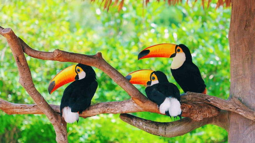 Shanghai: Wild Animal Park Ticket - Pandas, giraffes, and the headline animals