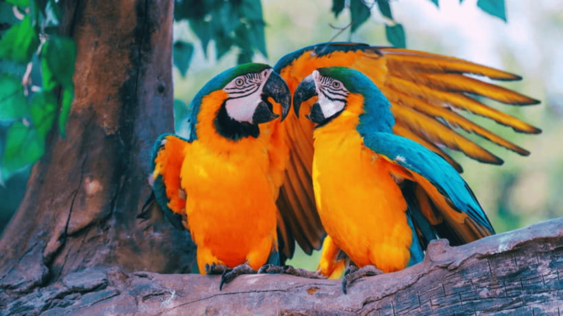 Shanghai: Wild Animal Park Ticket - Conservation displays and the educational side