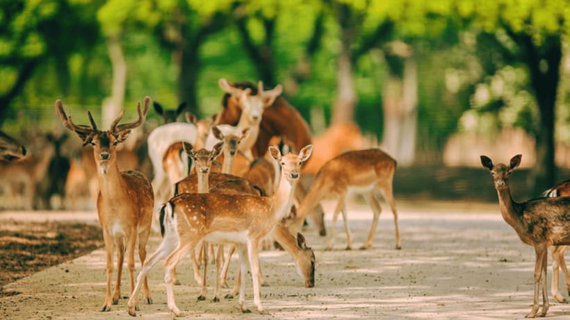 Shanghai: Wild Animal Park Ticket - Who will enjoy it most