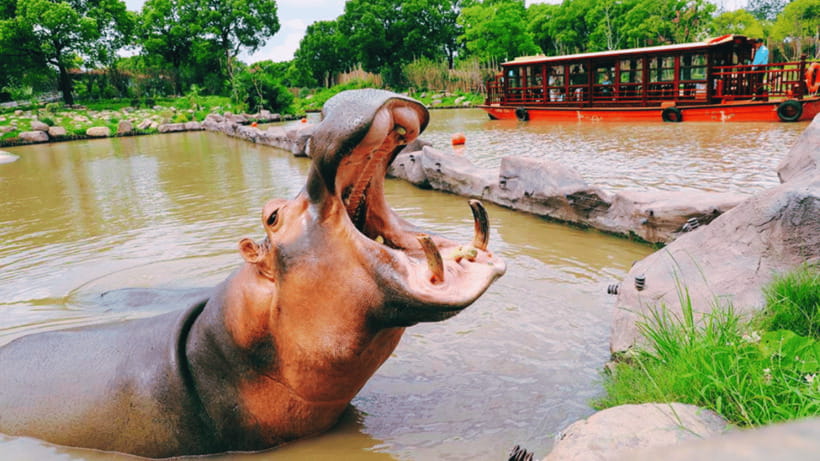 Shanghai: Wild Animal Park Ticket - Starting at the entrance and getting organized