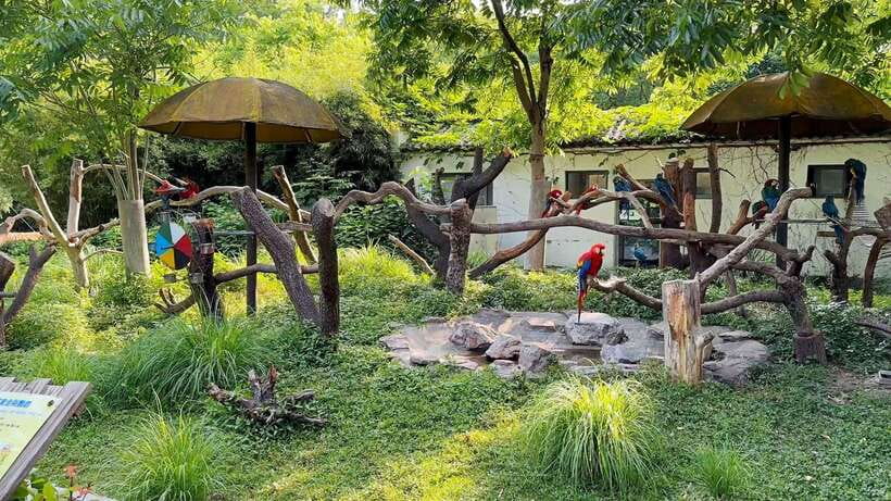 Shanghai: Zoo and Zhujiajiao Water Town Tour with Boat Ride - Key points at a glance