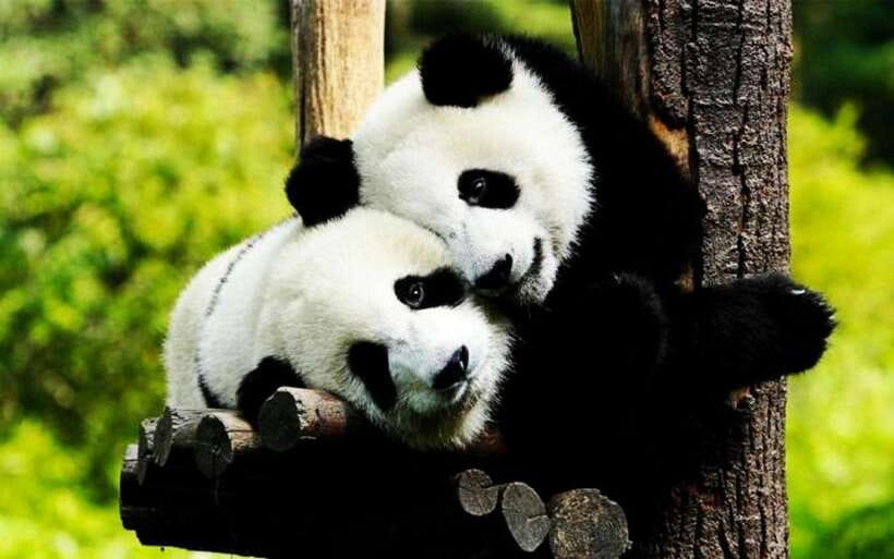 Shanghai: Zoo and Zhujiajiao Water Town Tour with Boat Ride - The ride to Zhujiajiao gives the day a useful change of pace