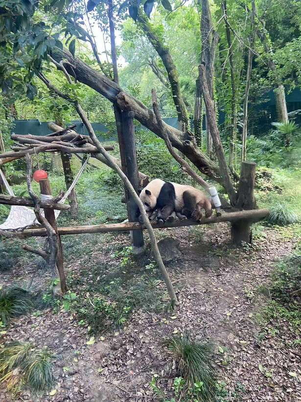 Shanghai: Zoo and Zhujiajiao Water Town Tour with Boat Ride - What the $190 price really covers