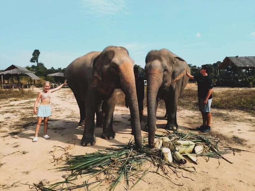 Siem Reap: Elephant Sanctuary Included Hotel Pickup Drop-off - A short break with fruit, water, and coffee