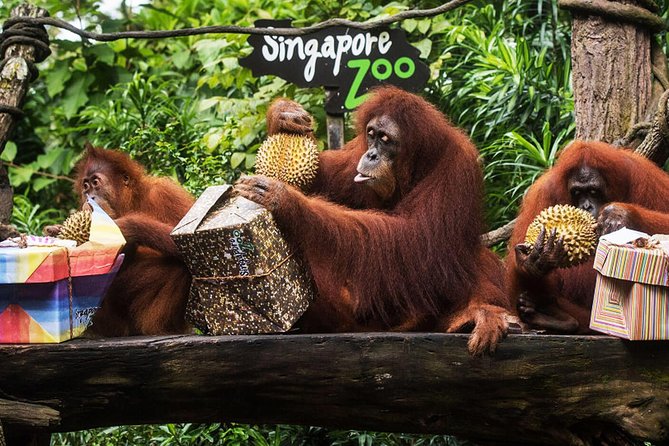 Singapore Bird Paradise & Zoo Full Day (Ticket & Transfer ) - Singapore Zoo: open habitats and close animal views