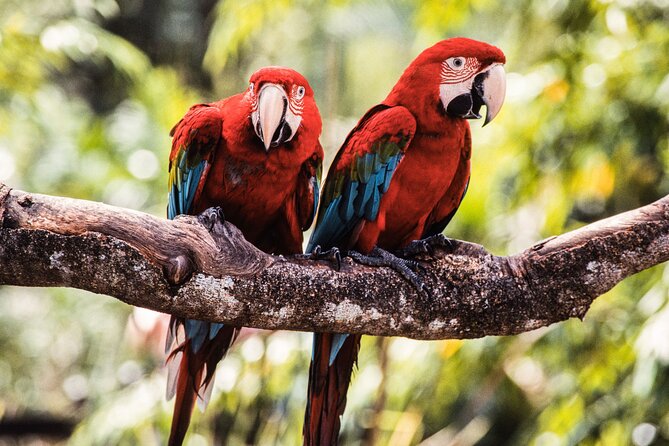 Singapore Bird Paradise & Zoo Full Day (Ticket & Transfer ) - Booking advice before you pay