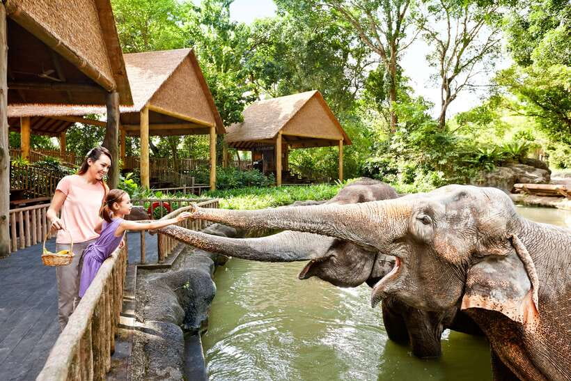 Singapore Zoo: 1-Day Entrance E-Ticket - The tram and walking route