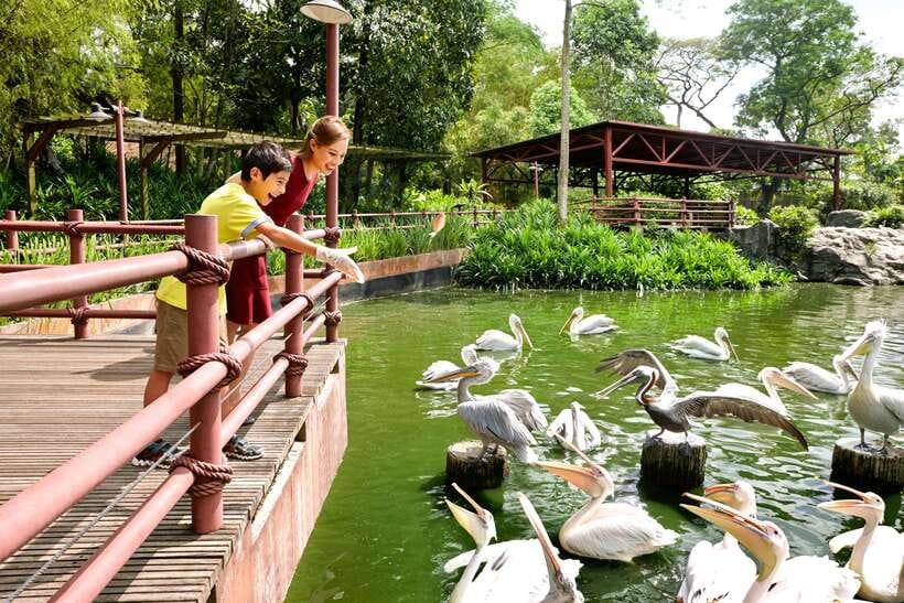 Singapore Zoo: 1-Day Entrance E-Ticket - Shows, feeding times, and hands-on family features