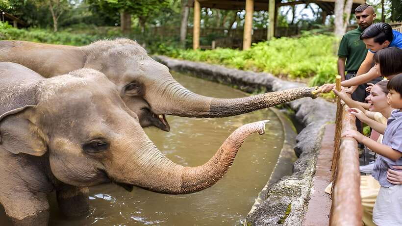 Singapore Zoo: 1-Day Entrance E-Ticket - Heat, rain, food, and finding a place to sit