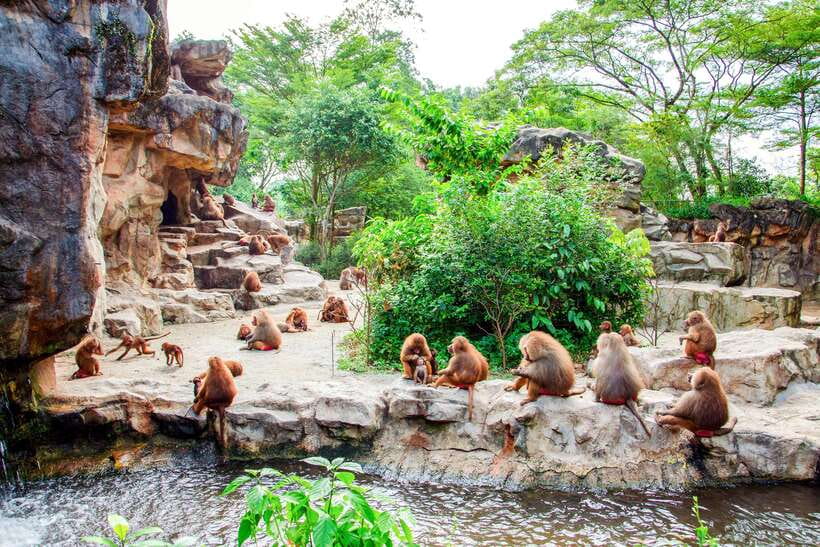 Singapore Zoo: 1-Day Entrance E-Ticket - How long to stay and when to arrive