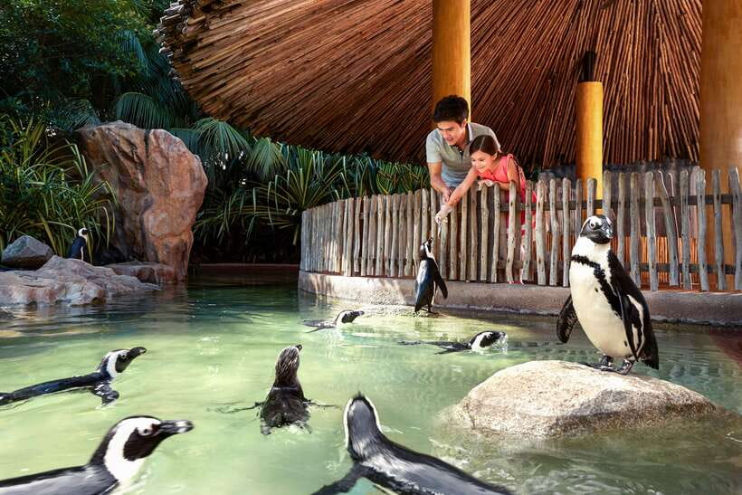 Singapore Zoo: 1-Day Entrance E-Ticket - Is the $39 admission good value?